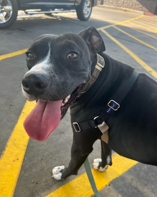 dogs - Jester Image 0