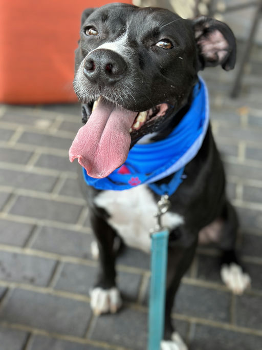 dogs - Jester Image 9