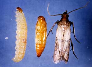 Heureusement, il existe des moyens efficaces pour ne plus avoir de mites alimentaires.