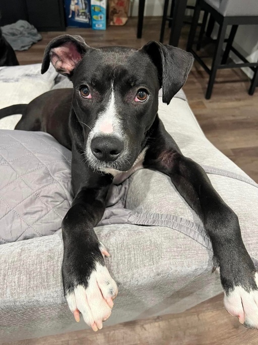 dogs - Jester Image 4