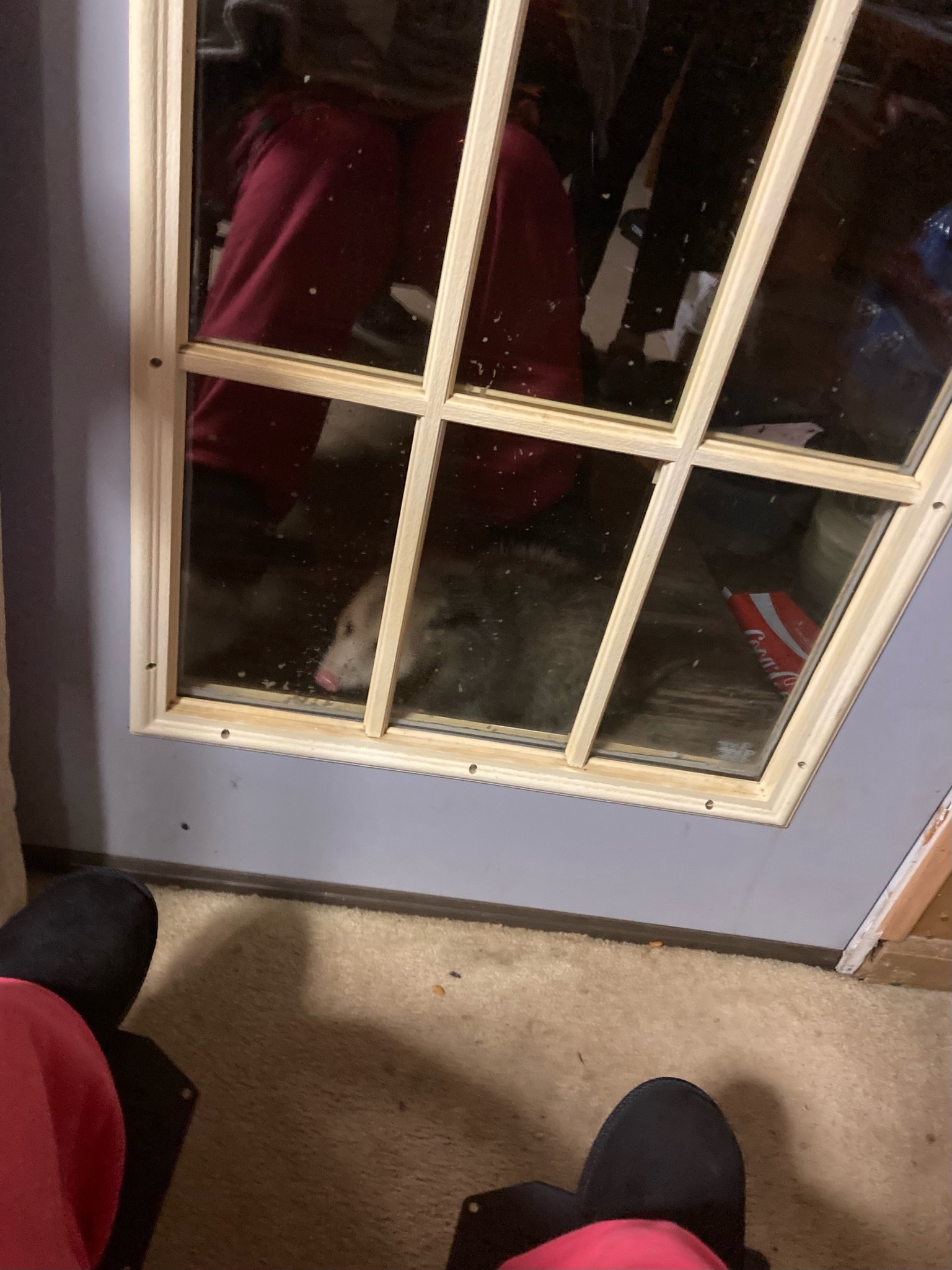 To see the giant possum again tonight