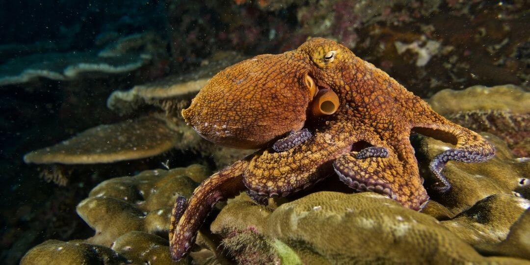 large orange octopus clinging to a coral reef