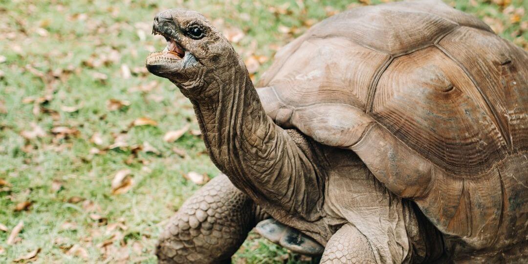 giant tortoise reaching up with long neck and open mouth