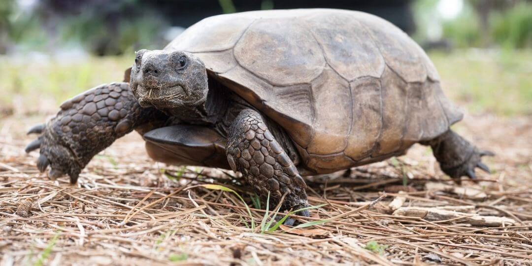 tortoise walking across an open patch of dirt