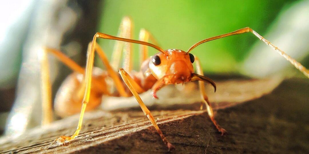 close up of ant