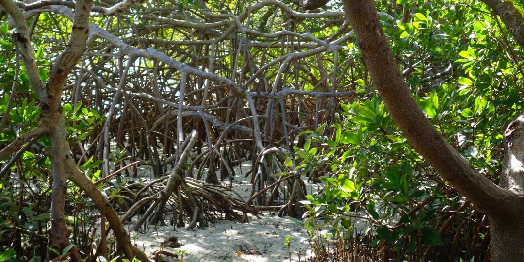 mangrove ecosystem