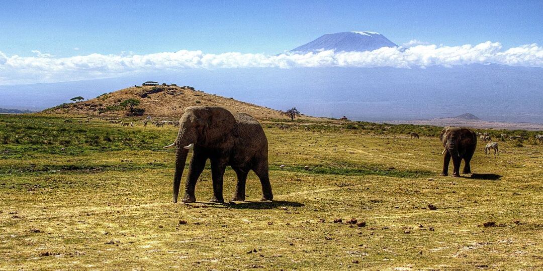 two elephants walking across the grassy savanna