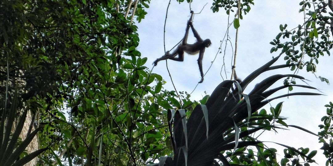 spider monkey swinging through rainforest
