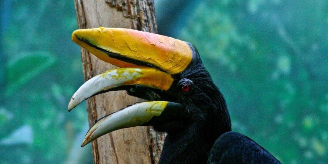 male rhinoceros hornbill with red eye and casque