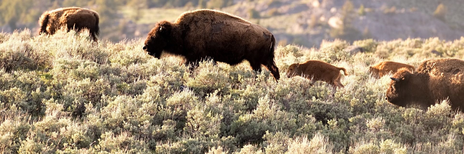 bison with calves