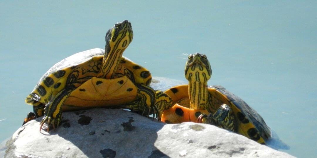 two turtles basking on a rock in the sun in the middle of a pond
