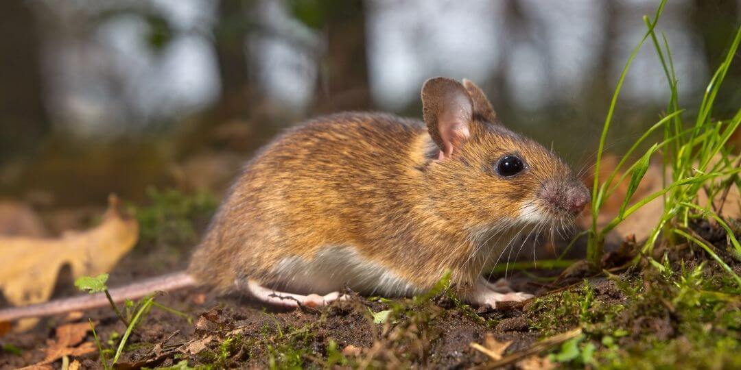small mouse in a field