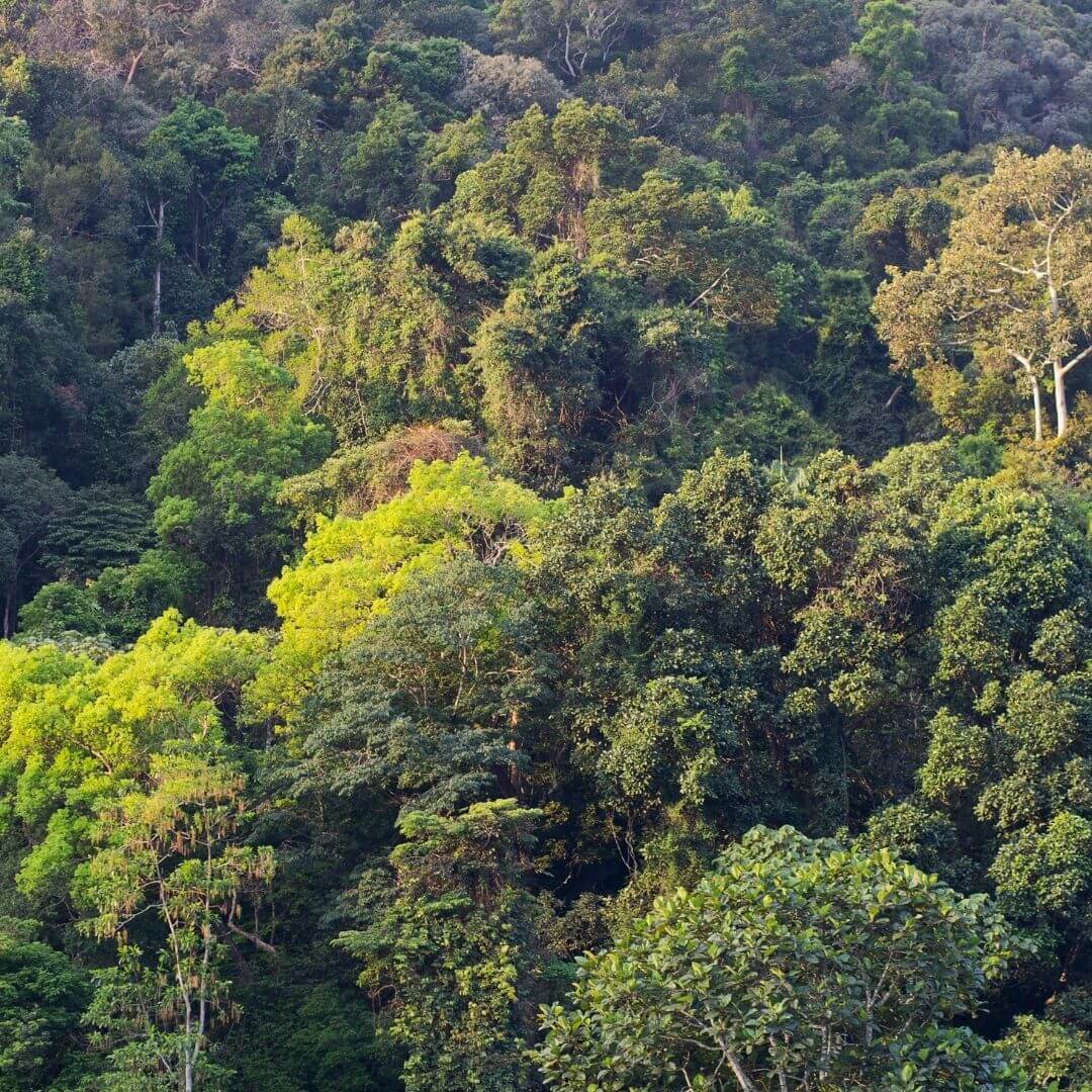 closed canopy of a rainforest