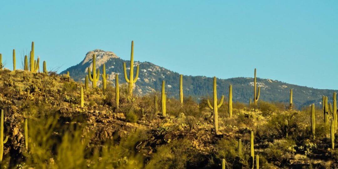 saguaro cactus forest in the sonoran desert