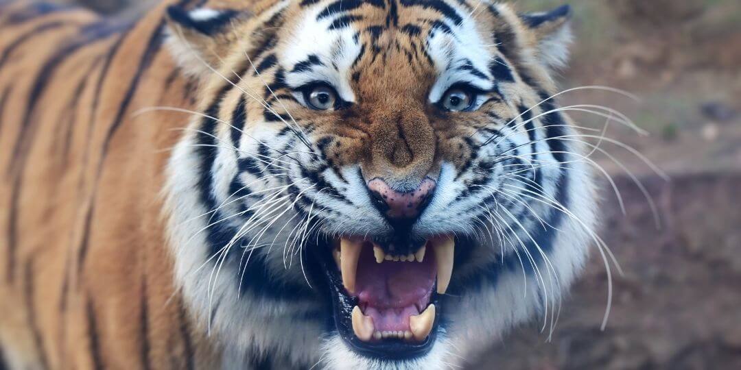 tiger snarling at camera