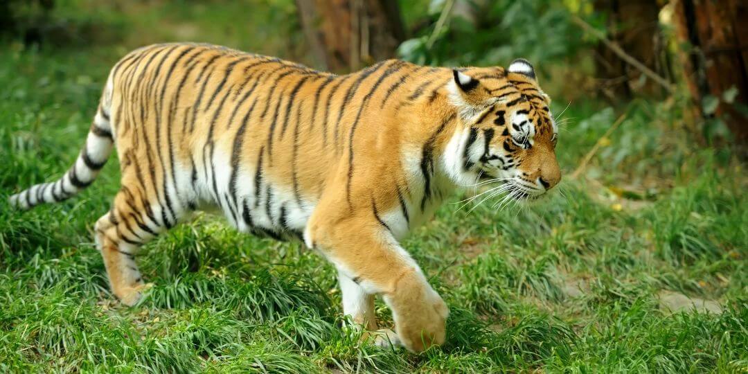 tiger stalking through a grassland