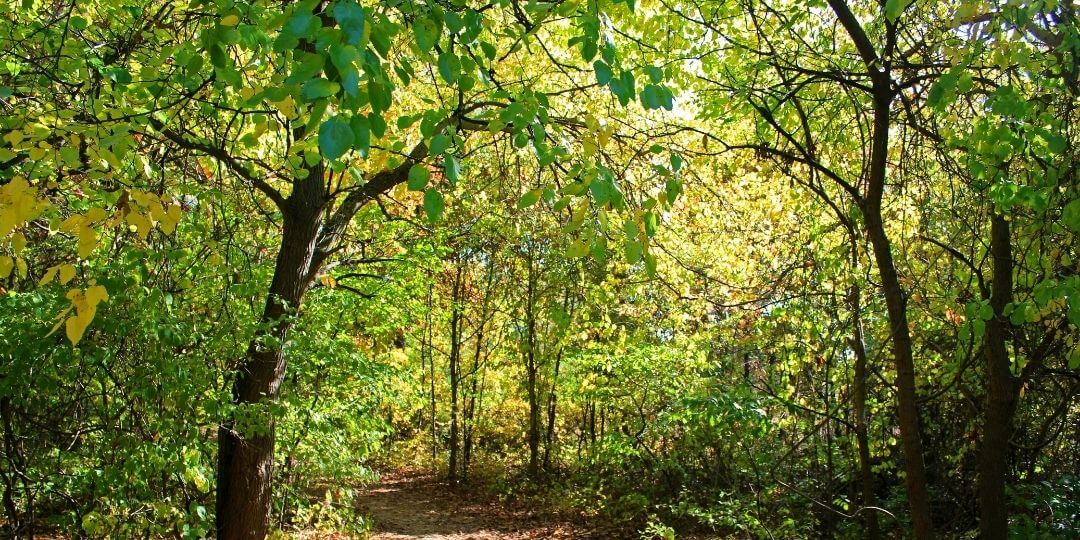 temperate forest in ohio with dense canopy and wide leaves