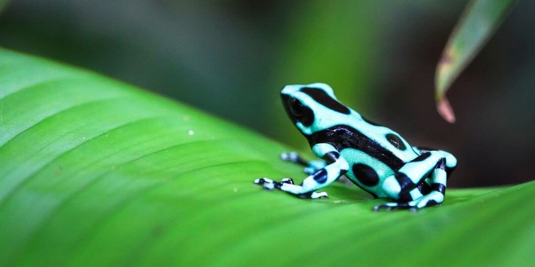 poison dart frog climbing up a bright green leaf