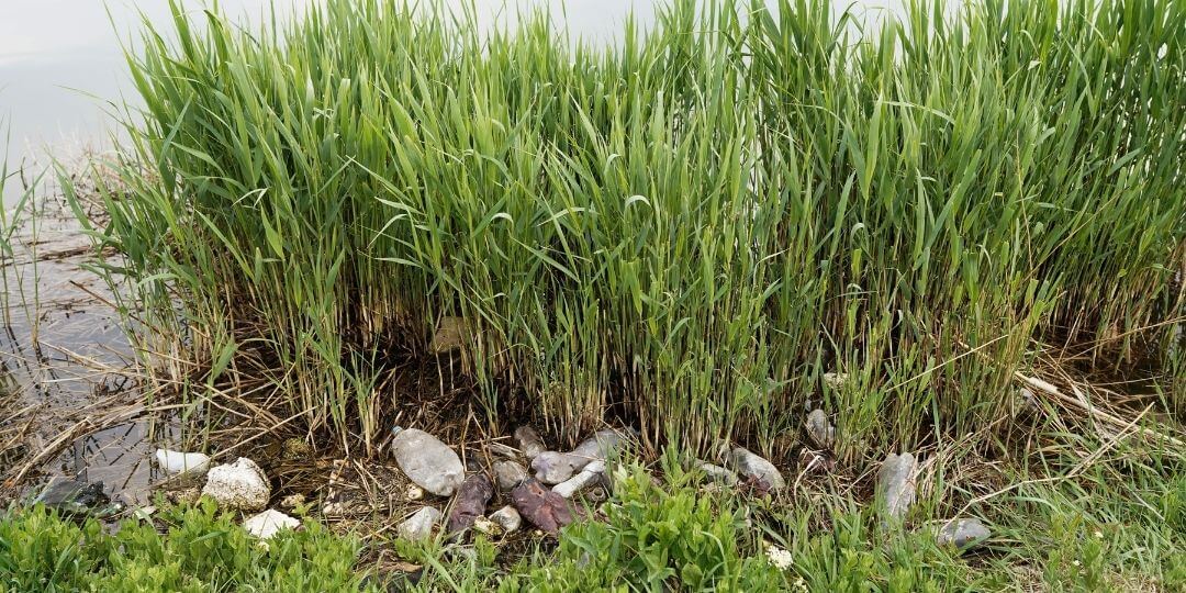 garbage lining a marsh grassland area