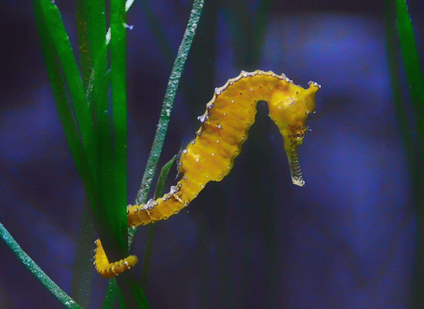 a seahorse with prehensile tail