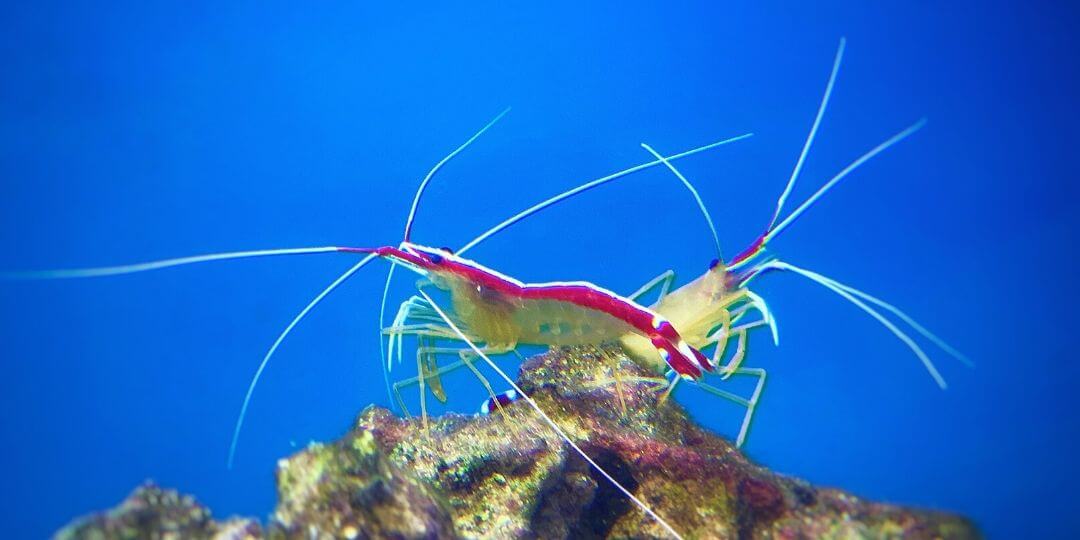 cleaning shrimp with bright blue background
