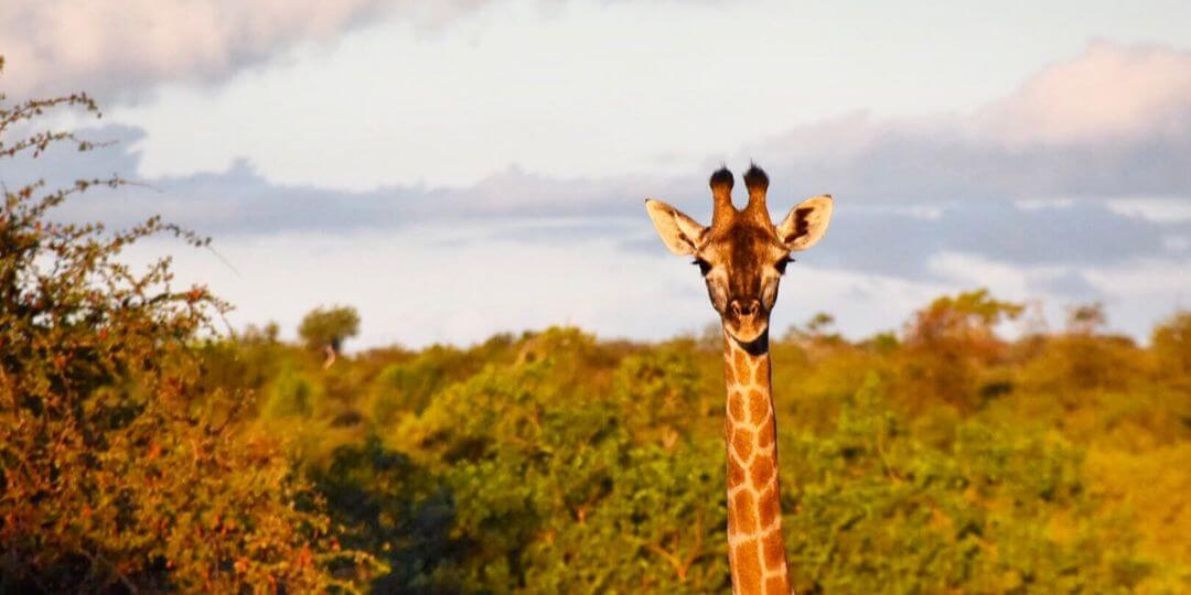 giraffe head and neck in green landscape