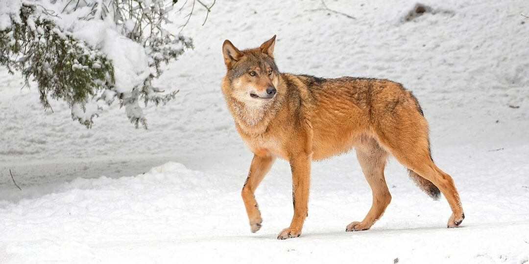 wolf walking through the snow
