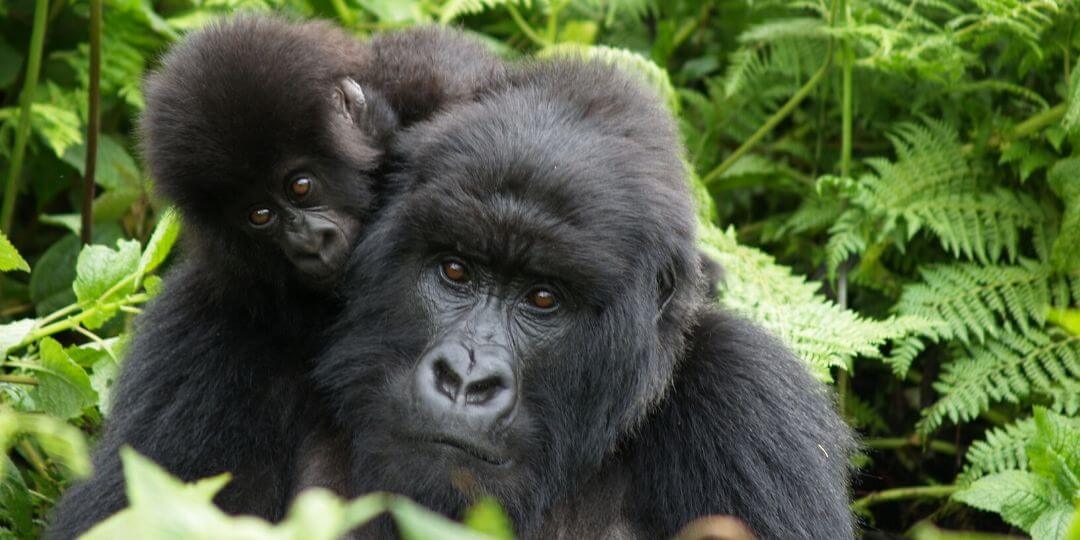 mom and baby gorilla in the forest