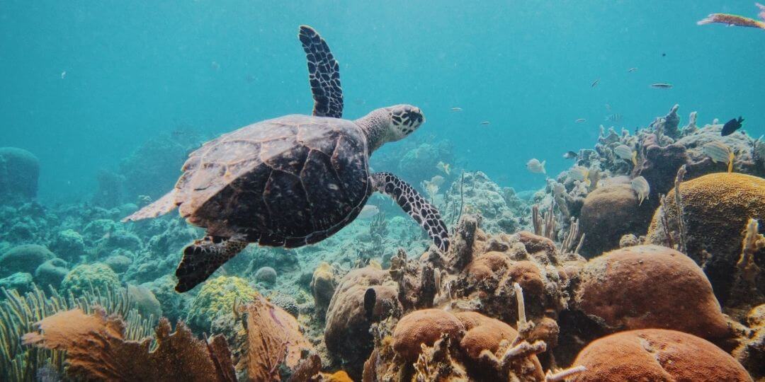 sea turtle swimming in a reef