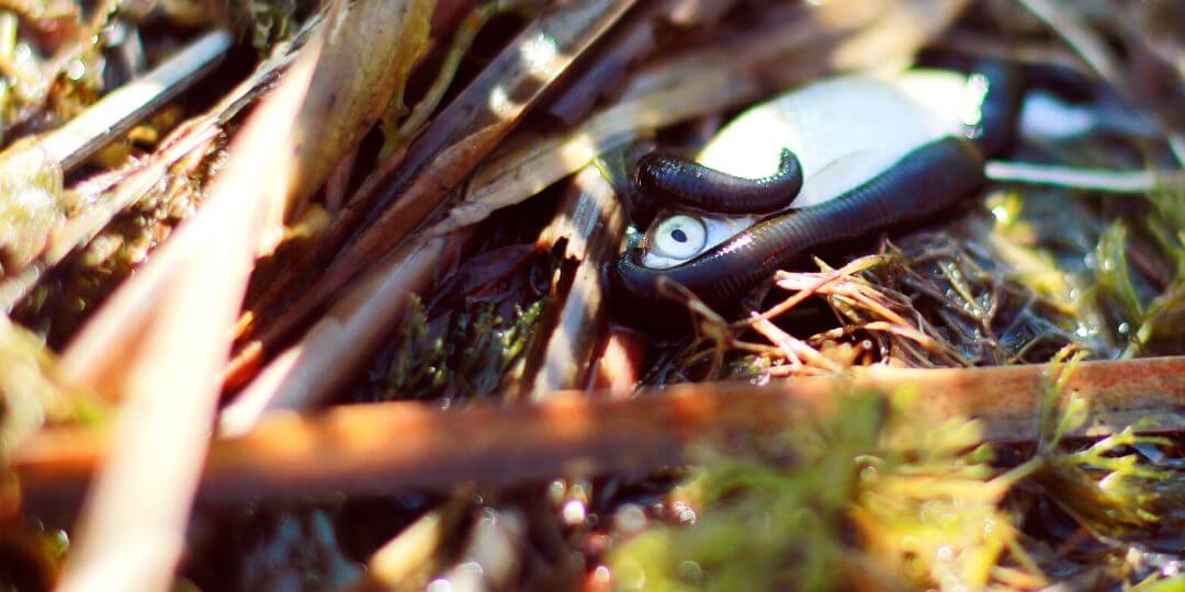 leach attached to small fish in a pile of leaves
