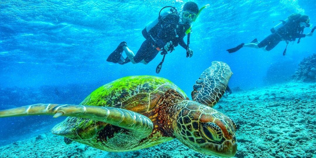 scuba diver swimming with a green sea turtle