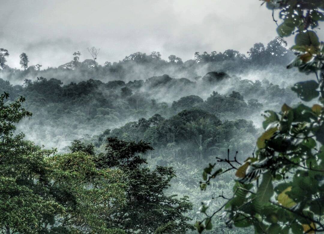 humid, tropical rainforest