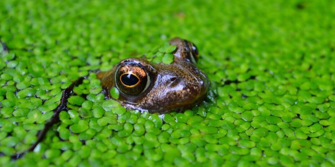 frog with head popping up from duckweed