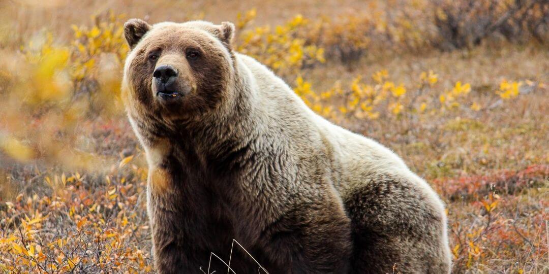 bear in a field of yellow flowers