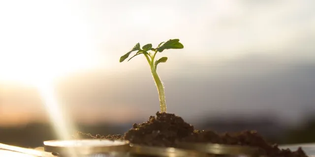 sprout shooting up in a ray of sunshine