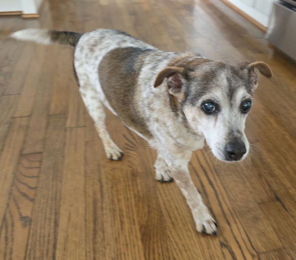 dogs - Snickers Image 8