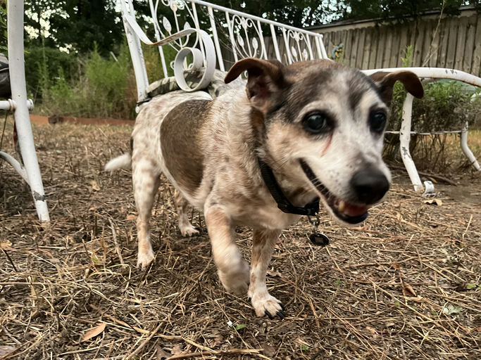 dogs - Snickers Image 7