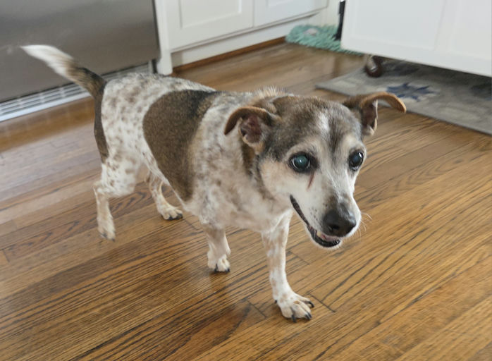 dogs - Snickers Image 5