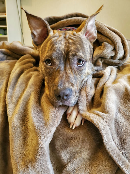 dogs - Naala Image 9