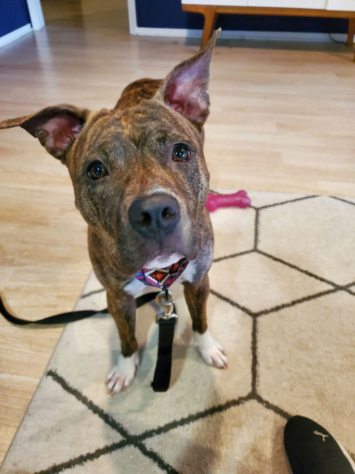 dogs - Naala Image 5