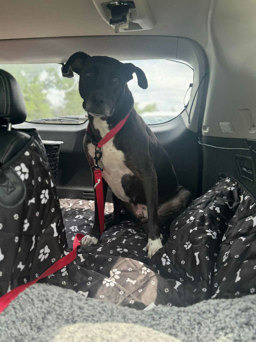 dogs - Buddy Image 6