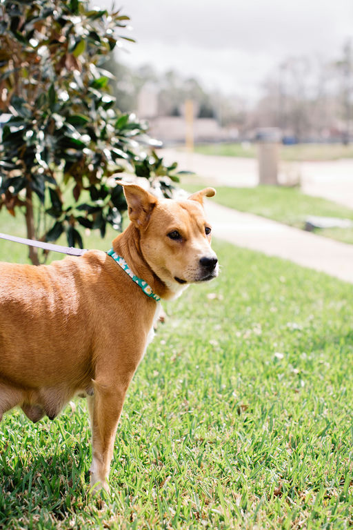 dogs - Princess Image 4