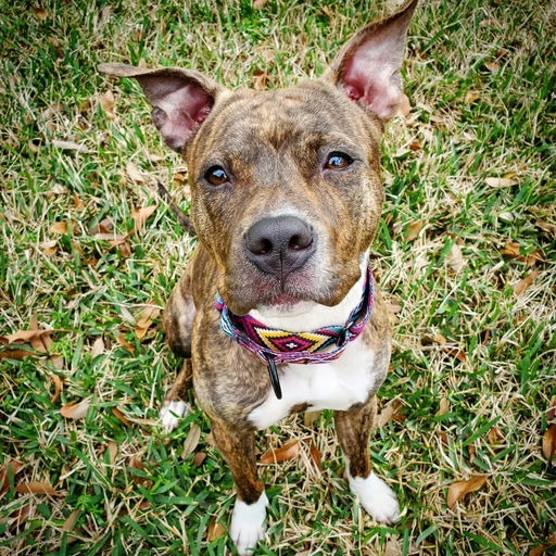 dogs - Naala Image 15