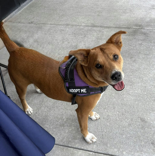 dogs - Princess Image 13