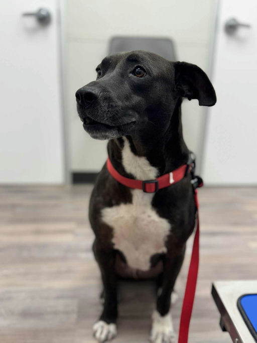 dogs - Buddy Image 1