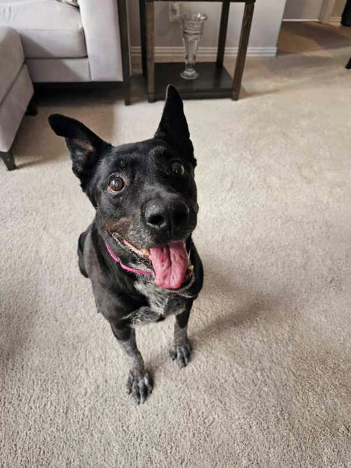 dogs - Daizy Image 2