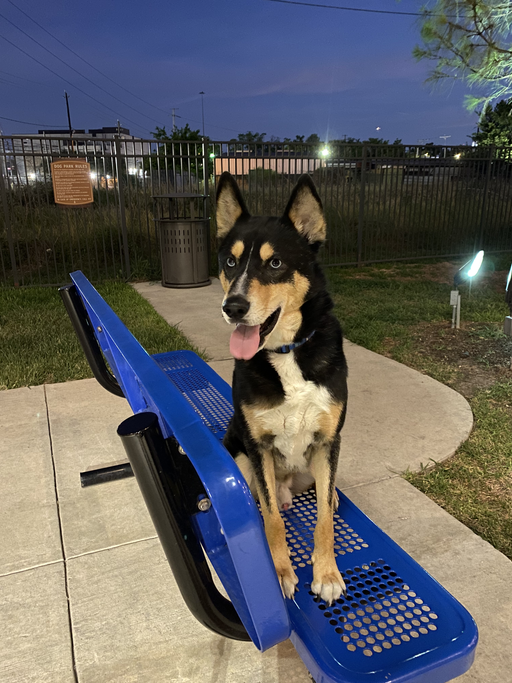 dogs - Grant Image 5