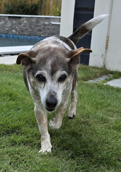 dogs - Snickers Image 3