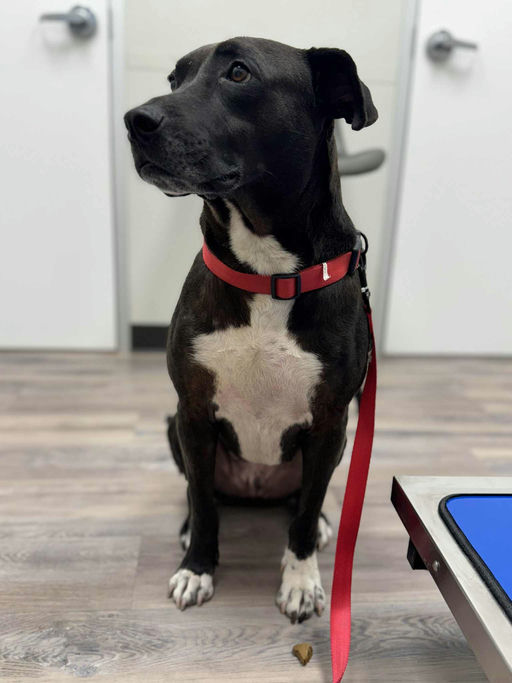 dogs - Buddy Image 2