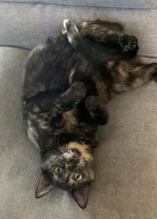 cats - Lady Image 21